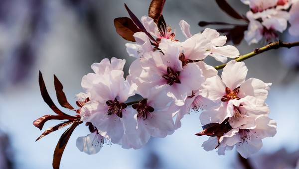 4 московские локации, где можно увидеть цветущую сакуру