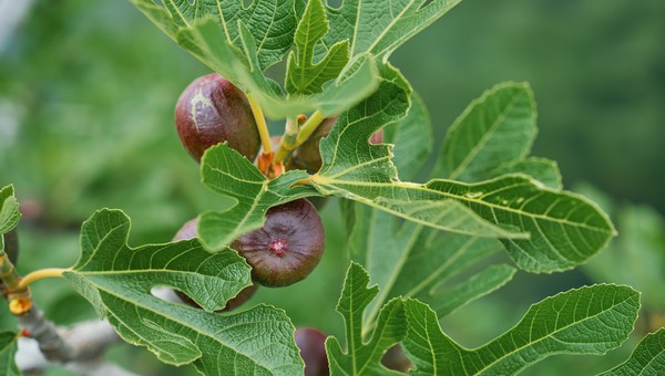 Какие экзотические деревья легко приживутся на даче в Подмосковье
