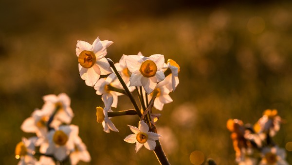 Резкое тепло после похолодания пообещали жителям Подмосковья
