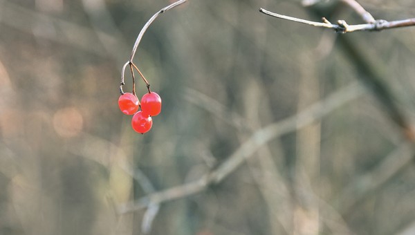 «Черёмуховые холода» со снегом могут нагрянуть в Подмосковье