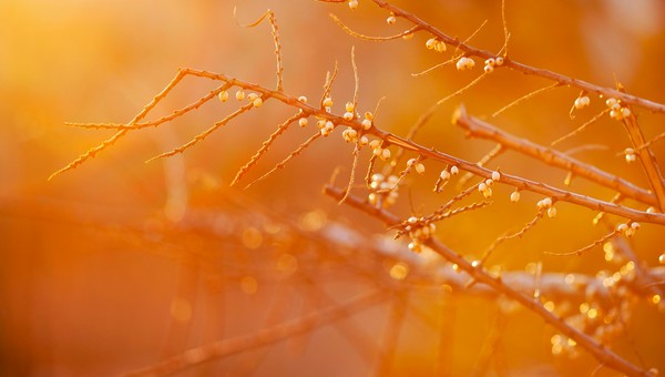 В Подмосковье ввели «оранжевый» уровень из-за жары