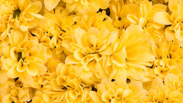 Подмосковье совсем скоро покроется жёлтым пушистым ковром