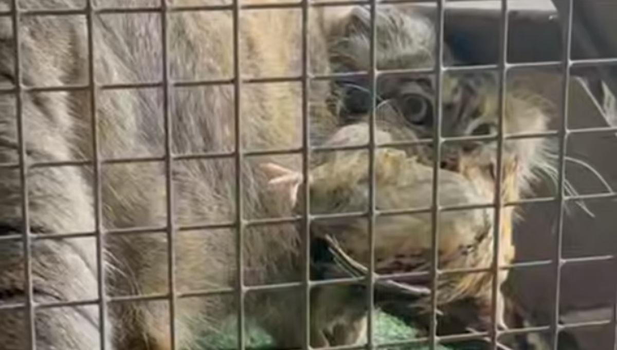 Директор зоопарка прокомментировала информацию о том, что манул Тимофей голодает