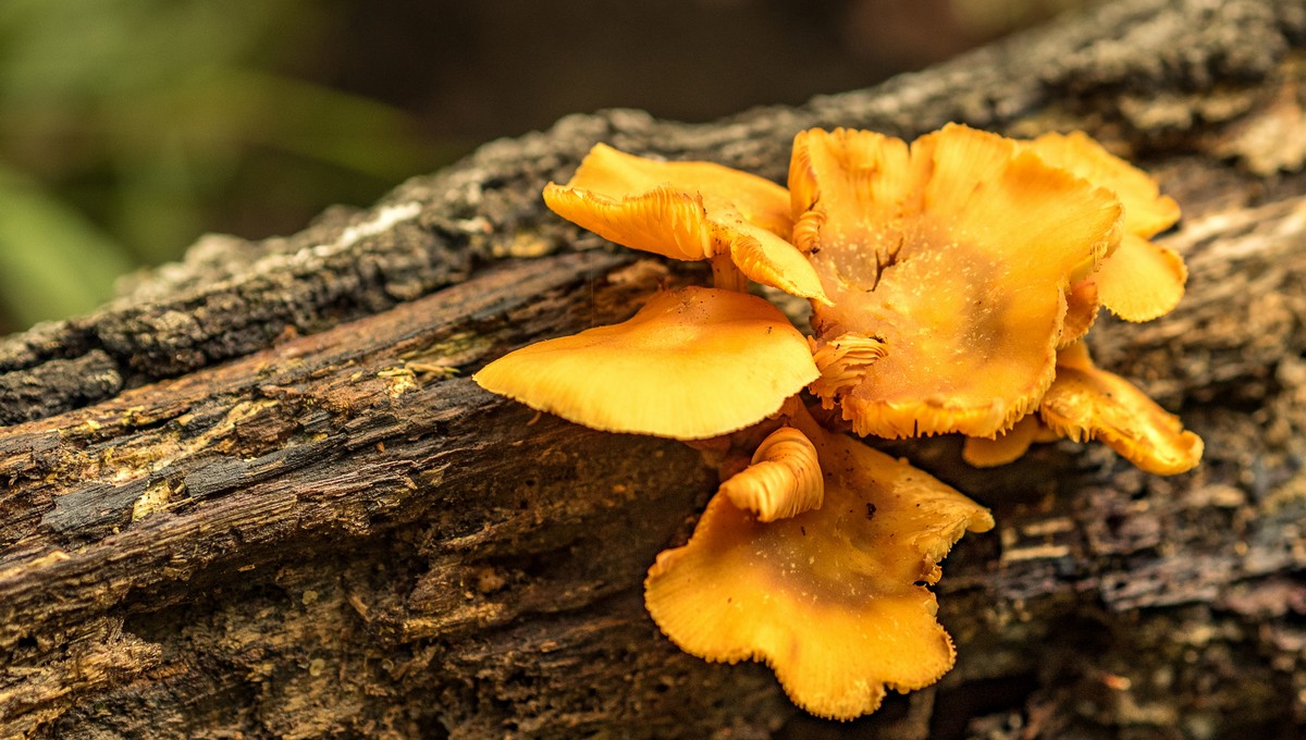 Москва радует грибников урожаем необычных вкусных грибов