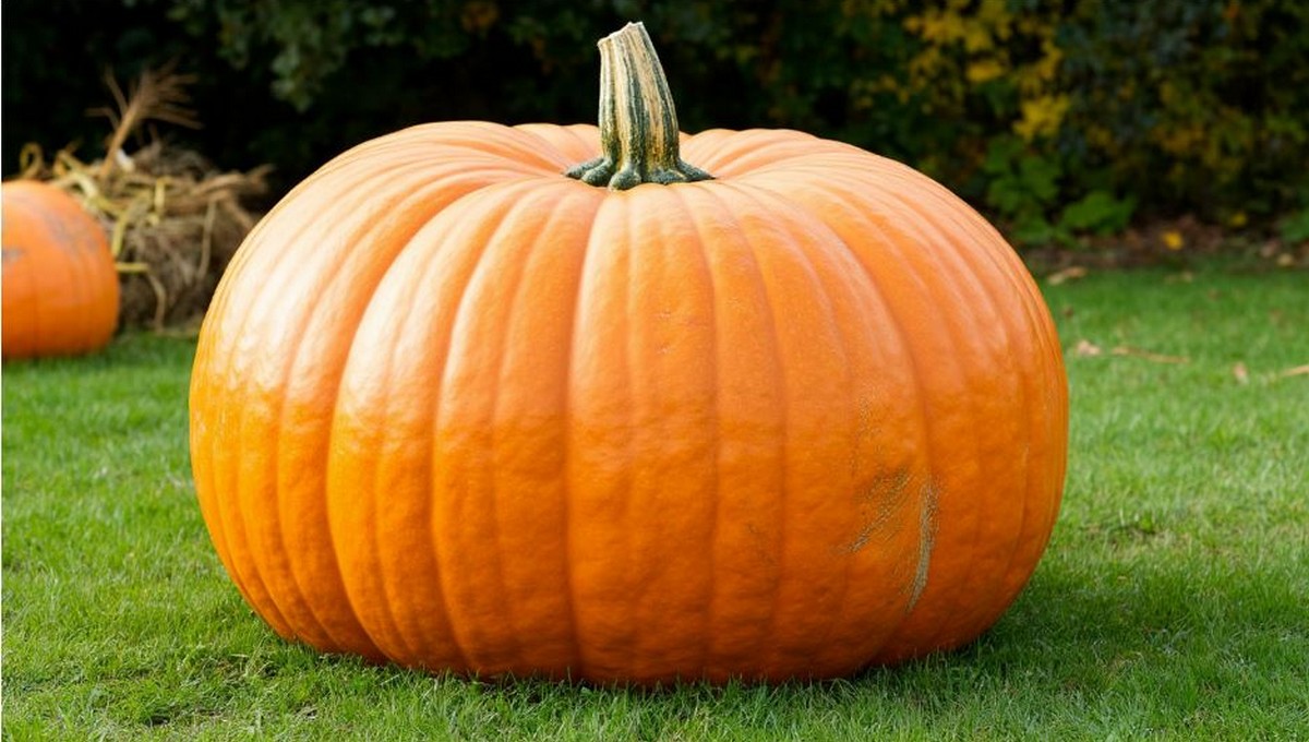 Тыкву-гигант невероятного размера выставили в «Аптекарском огороде»