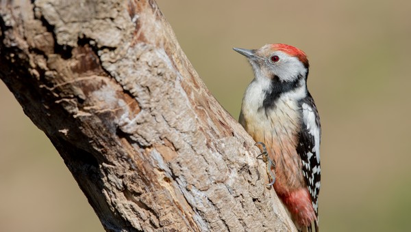 Подмосковные дятлы, по народной примете, предсказали жаркое лето