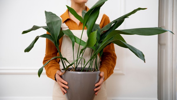 Эти ошибки угробят ваши комнатные растения — зимой их совершают даже опытные хозяева