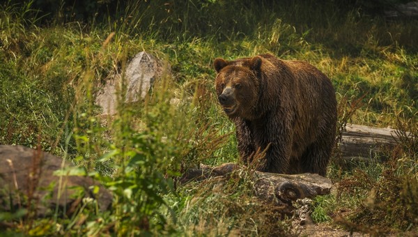 Медведь оставил в руинах пасеку в одном из округов Подмосковья
