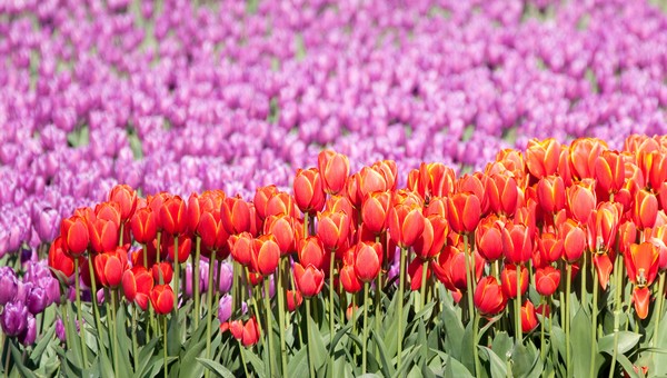 Час настал: подмосковные дачники ринулись массово высаживать эти цветы