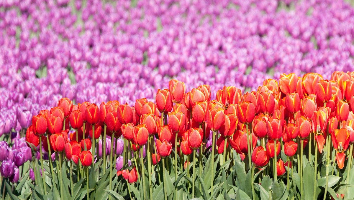 Час настал: подмосковные дачники ринулись массово высаживать эти цветы