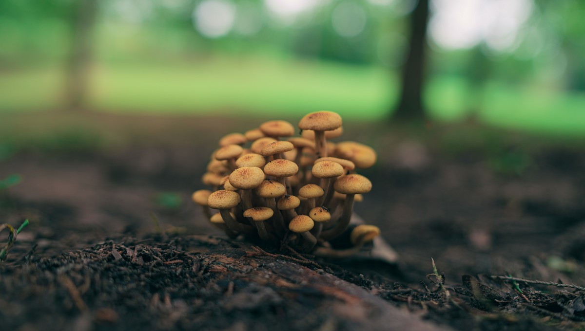 Зимний грибной сезон стартовал в Подмосковье