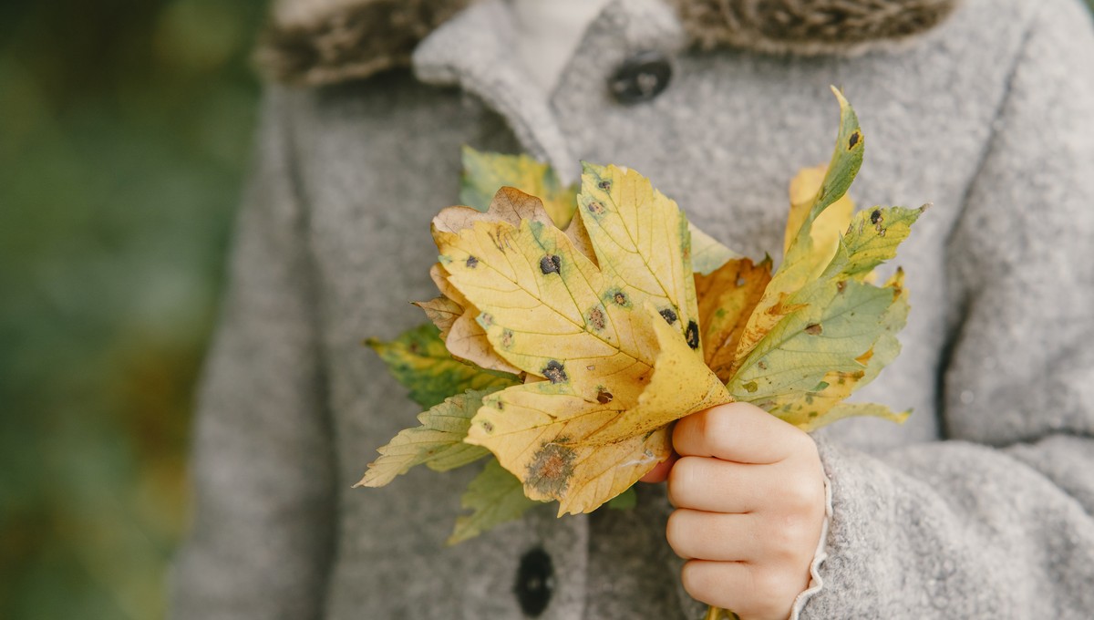 Названа дата завершения бабьего лета в Подмосковье