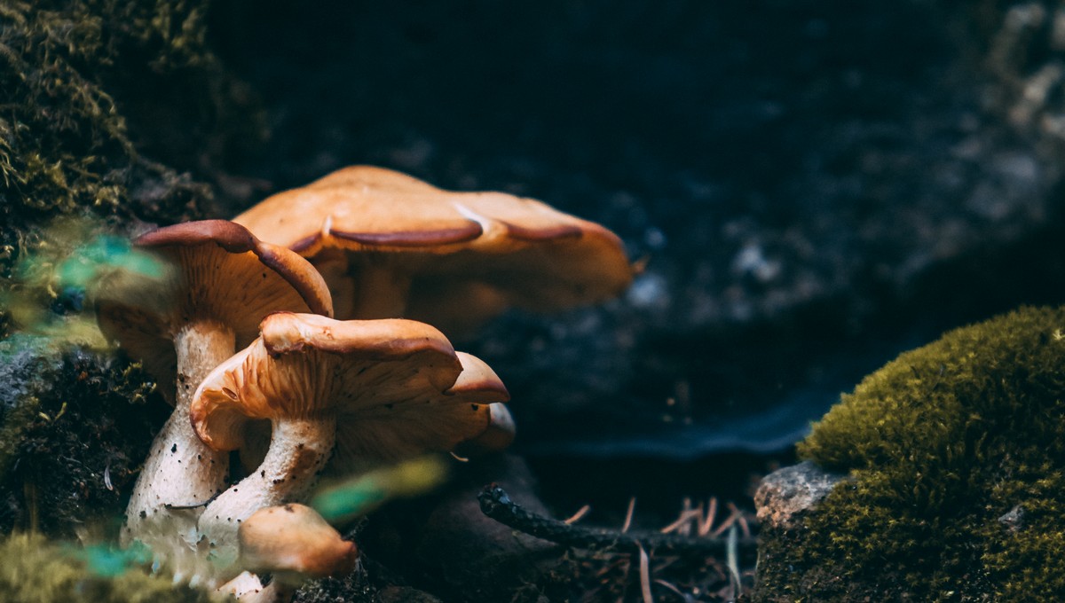 Подмосковные грибники ликуют — собирают гриб, из которого варят варенье 