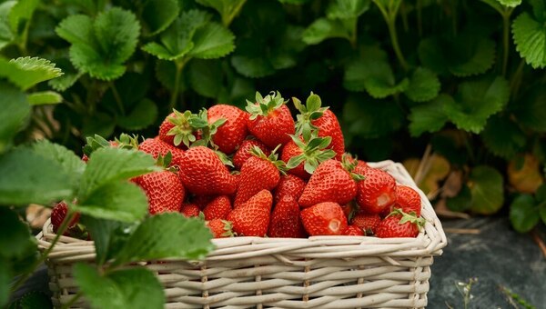 С этой мощной апрельской подкормкой клубника даст роскошный урожай