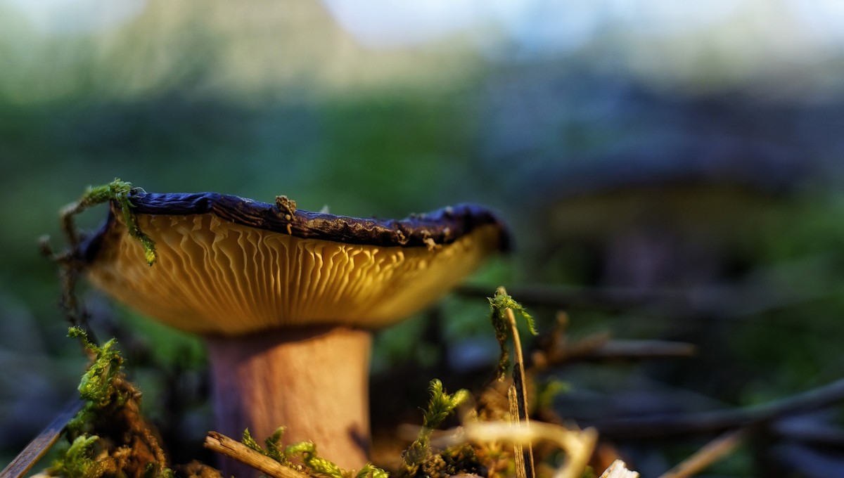 Один из округов Подмосковья заполонили необычные опасные грибы