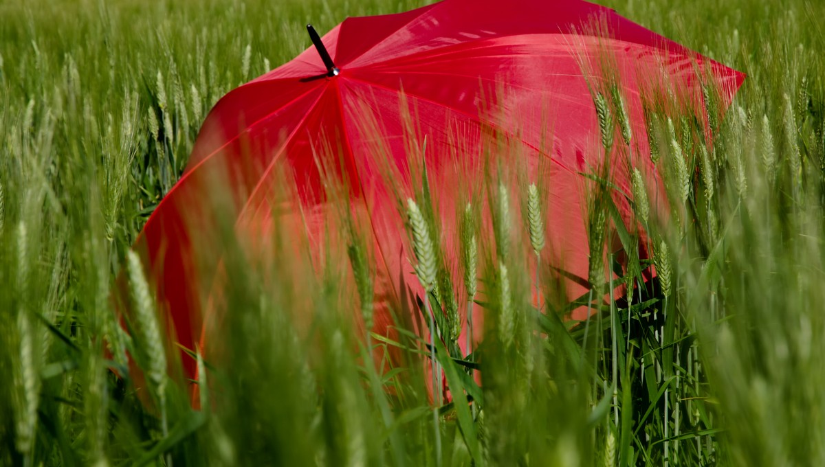 В какие дни на следующей неделе ждать дожди в Подмосковье