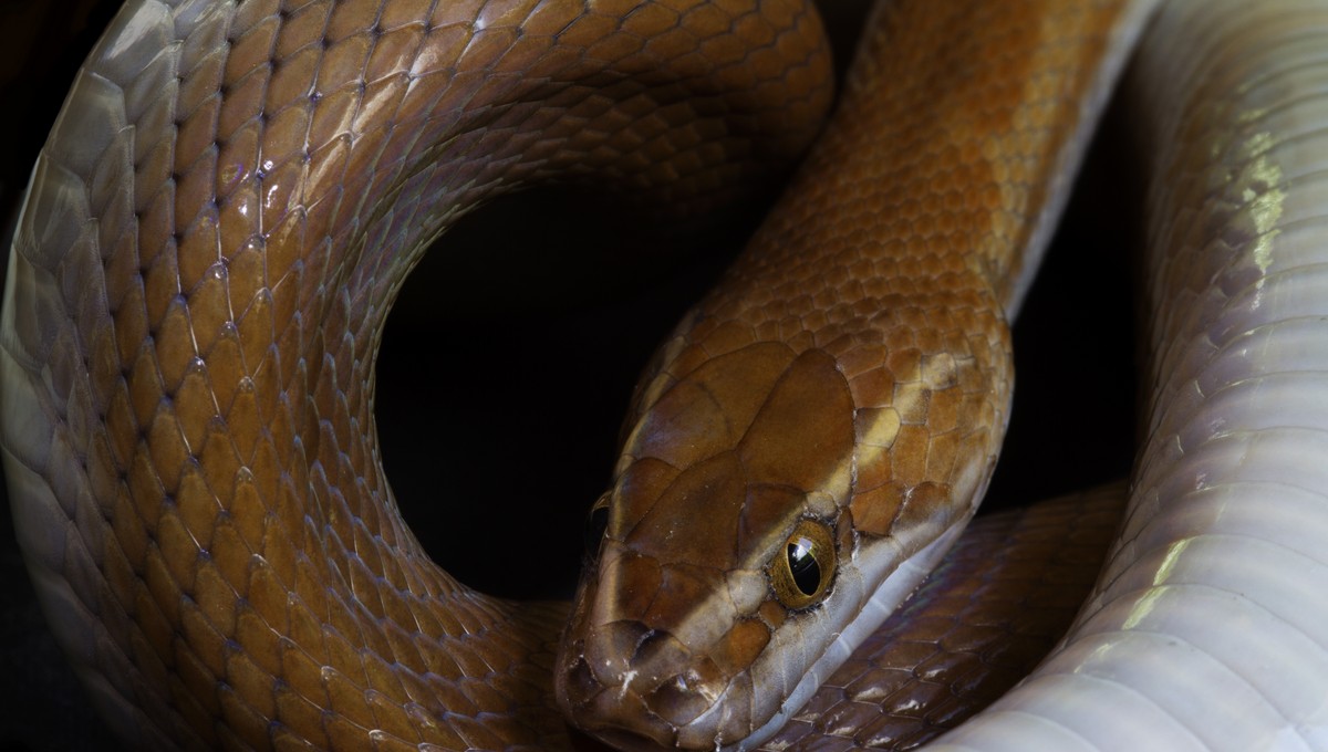 Жуткий сюрприз в посылке из Вьетнама получила жительница Москвы
